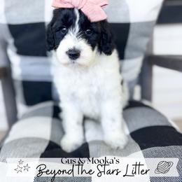 Eclipse - Black female Goldendoodle puppy in Anderson, South Carolina from Brinkerhoff Doodle Farm