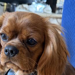 Cavalier King Charles Spaniels from FairHawk Downs