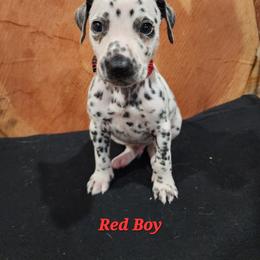 Dalmatian Puppies from Anthony's Dalmatians