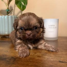 Oak - Liver and white male Shih Tzu puppy in Clifton, Texas from 5Z Shih Tzu Squad