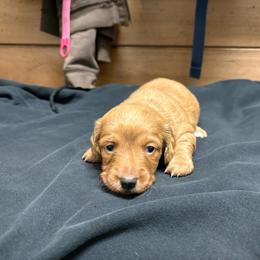 Sophie - Cream female Dachshund puppy in Fredericksburg, Ohio from William's Dachshunds