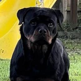 Timberland - Rottweiler