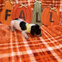 Sweetie - Piebald female Dachshund puppy in Roanoke, Alabama from Windsor Frenchie & Dachshunds
