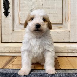 White and Red Bicolor 1 - Red male Bernedoodle puppy in Brooksville, Florida from Kruger Doodles