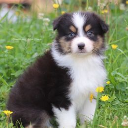 BTF2 - Black tri-color female Australian Shepherd puppy in Chehalis, Washington from Wandering Acres Ranch
