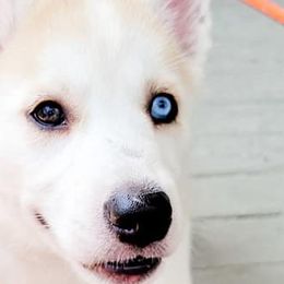 Siberian Huskies from Crystal Miller