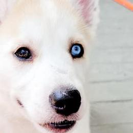 Siberian Huskies from Crystal Miller