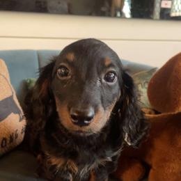 Black and tan brindle boy - Black and tan male Dachshund puppy in West Plains, Missouri from Spring Creek Dachshunds