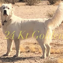 Lizzie - Golden Retriever