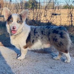 Blue - American Corgi