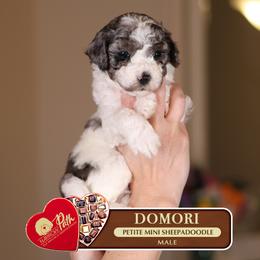 Domori - Blue merle and white male Sheepadoodle puppy in Cleveland, Tennessee from Narrow Path Old English & Sheepadoodles