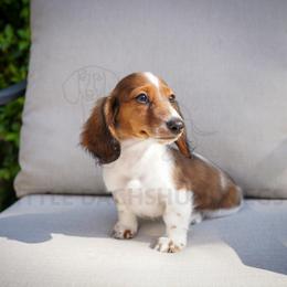 Bob - Piebald male Dachshund puppy in Temecula, California from Naomi Magee's Dachshund Kennel