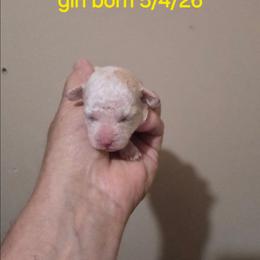 Tessa - White female Maltipoo puppy in Sedro Woolley, Washington from Absher Ranch
