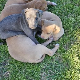 Blue Lacy Puppies from Red River Blue Lacys