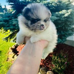 Armani - Blue merle male Pomeranian puppy in Waterloo, Indiana from Garcias Pomeranian