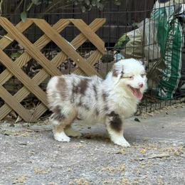 A - Red merle female Miniature American Shepherd puppy in Garysburg, North Carolina from Schaefer's Miniature American Shepherds
