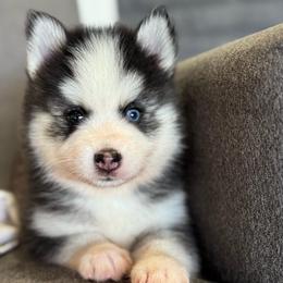 Joey - Black and white male Pomsky puppy in Mesa, Arizona from Platinum Pomskies