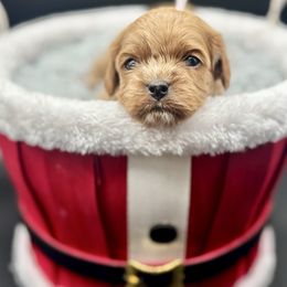 Boujee - Red female Cavapoo puppy in Cedar City, Utah from Cedar Sprout Puppies