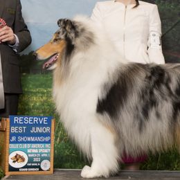 Collies from Blausertown Collies