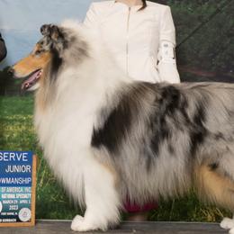 Collies from Blausertown Collies
