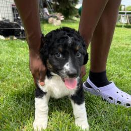 Madison - Tri-color female Bernedoodle puppy in Center Line, Michigan from Mitten Made Bernedoodles
