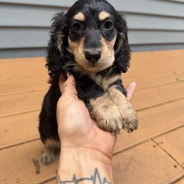 Male 2 - Black and cream male Dachshund puppy in Rio, Wisconsin from Three K Miniature Dachshunds