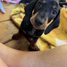 Dachshund Puppies from Little Legs Miniature Dachshunds