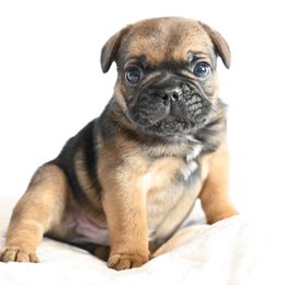 Wishbone - Fawn male French Bulldog puppy in Keeseville, New York from Big Sky Frenchies