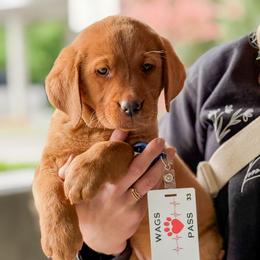 Labrador Retriever Puppies from Mid-Columbia Labradors