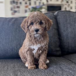 Maple - Red  female Goldendoodle puppy in St George, Utah from Doodle Bears of Southern Utah