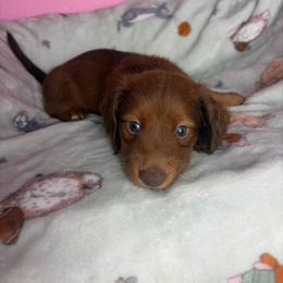 Dylan - Chocolate male Dachshund puppy in Lake City, Florida from My Ditzy Doxies of Florida