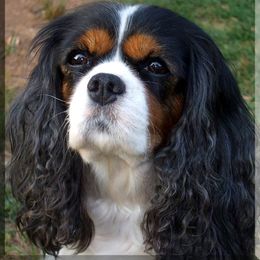 Cavalier King Charles Spaniel All Grown Up from Claymoore Cavaliers