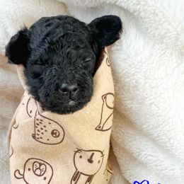 Vinnie - Phantom male Goldendoodle puppy in Warrensburg, Missouri from Supreme Doodles