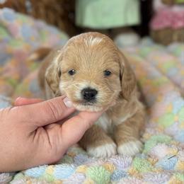 Legacy - Apricot female Goldendoodle puppy in Wharton, Texas from Little Fur Friends