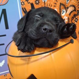 Puppy 1 - Black male Labrador Retriever puppy in Centreville, Maryland from Barbihaus Kennels