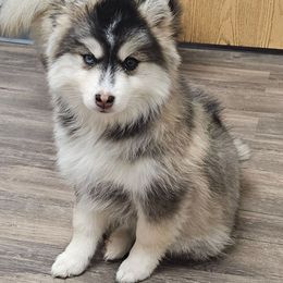 Wendy - Wolf sable female Pomsky puppy in Stover, Missouri from Lx2 County Line Pomskis