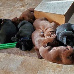 Labrador Retriever Puppies from Silver State Service Dogs, LLC