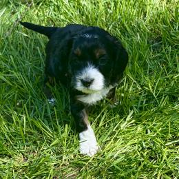 Mears - Black white and tan female Cockapoo puppy in Marietta, South Carolina from River Falls Cockapoos