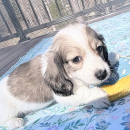 Louie - Piebald male Dachshund puppy in Richmond, Virginia from Irresistible Dachshunds & Cavaliers