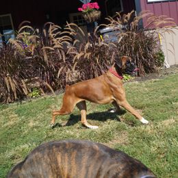 Boxer All Grown Up from Hogan Creek Boxers