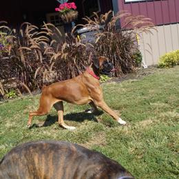 Boxer All Grown Up from Hogan Creek Boxers