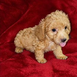 HOUSTON ( LEVI ) - Apricot male Maltipoo puppy in Palmdale, California from J Designer Puppies