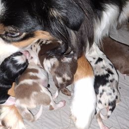 Oliver - Black tri male Miniature Australian Shepherd puppy in Copperas Cove, Texas from Aussies Acre
