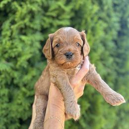 Cavapoo Puppies from Columbia Basin Puppies