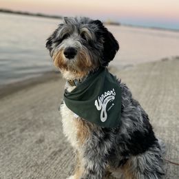 Checo - Bernedoodle