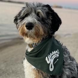 Checo - Bernedoodle