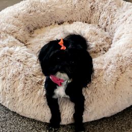 Ellie - Shih Tzu