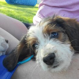 Winona - Red tri-color Assorted Doodle Crosses puppy in Blackfoot, Idaho from Lucky Pup Meadows