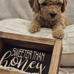 Goldendoodle Puppies from Pemberley Puppies