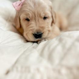 Golden Retriever Puppies from Rose n’ Thistle Farm